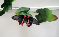 В Кременчуге открылась выставка тропических бабочек (ФОТО, ВИДЕО)