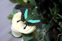 В Кременчуге открылась выставка тропических бабочек (ФОТО, ВИДЕО)