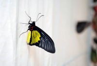 В Кременчуге открылась выставка тропических бабочек (ФОТО, ВИДЕО)