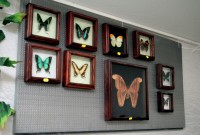 В Кременчуге открылась выставка тропических бабочек (ФОТО, ВИДЕО)