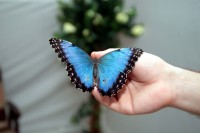 В Кременчуге открылась выставка тропических бабочек (ФОТО, ВИДЕО)