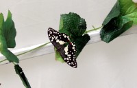 В Кременчуге открылась выставка тропических бабочек (ФОТО, ВИДЕО)