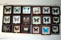 В Кременчуге открылась выставка тропических бабочек (ФОТО, ВИДЕО)