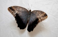 В Кременчуге открылась выставка тропических бабочек (ФОТО, ВИДЕО)