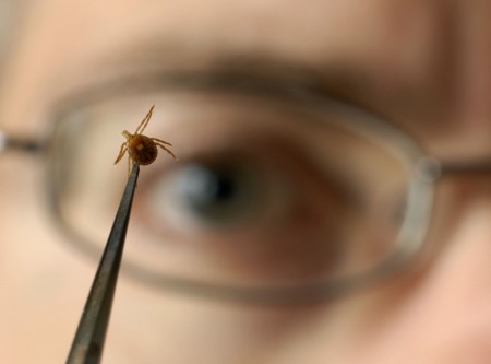 В Кременчуге 9-летний ребёнок заразился болезнью Лайма, выпив козьего молока