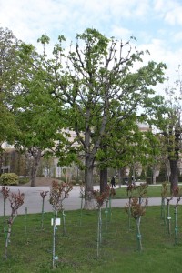 Відень – місто палаців  та вальсу (ФОТО)