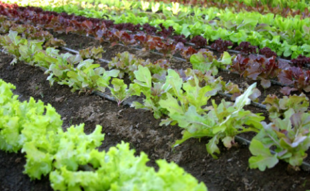 На дачах под Кременчугом хозяин убил вора при попытке кражи