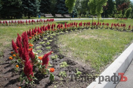 В Кременчуге пройдет конкурс клумб (ФОТО)