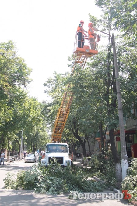 На улице Шевченко снова обрезали липы (ФОТО)
