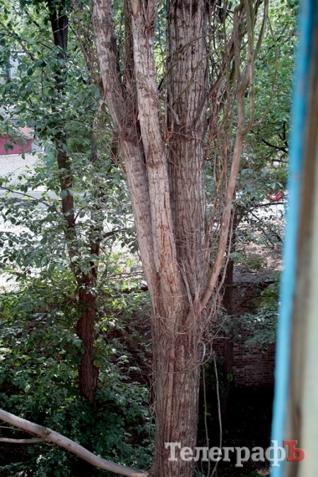 Падающее на дом дерево снесут в следующем году (ФОТО)