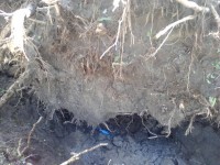 В Каменных Потоках падал град до 30 мм диаметром - МЧС