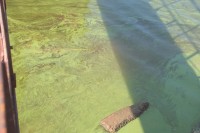 В Днепре начала гибнуть рыба (ФОТО)