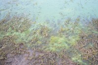 В Днепре начала гибнуть рыба (ФОТО)