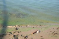 В Днепре начала гибнуть рыба (ФОТО)