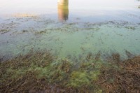 В Днепре начала гибнуть рыба (ФОТО)