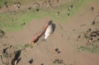 В Днепре начала гибнуть рыба (ФОТО)