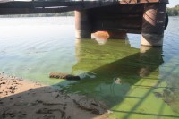 В Днепре начала гибнуть рыба (ФОТО)