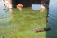 В Днепре начала гибнуть рыба (ФОТО)