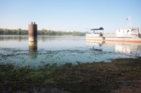 В Днепре начала гибнуть рыба (ФОТО)