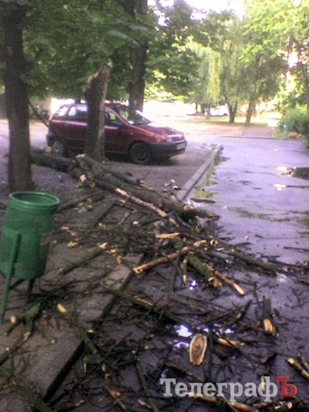 В Кременчуге дерево, которое УЖКХ отказалось снести, упало на дорогу (ФОТО)