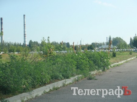 Свиштовское кладбище зарастает бурьяном (Фотофакт)