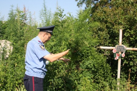 Милиция Кременчуга на кладбище обнаружила посевы конопли