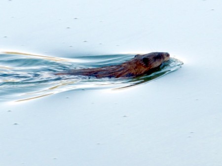 7 днів на кременчуцьких островах жила жінка-науковець