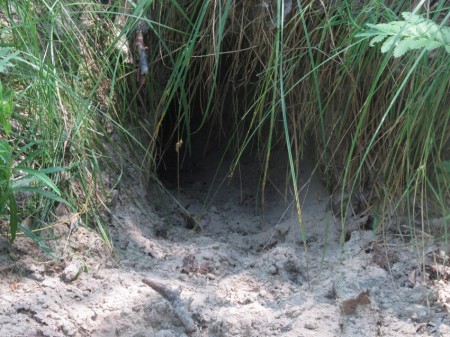 7 днів на кременчуцьких островах жила жінка-науковець