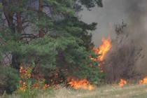 На Полтавщине сгорело 22 гектара леса (ФОТО)