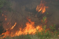 На Полтавщине сгорело 22 гектара леса (ФОТО)