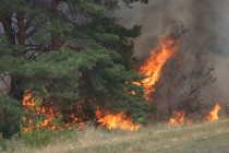 На Полтавщине сгорело 22 гектара леса (ФОТО)