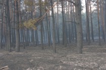 На Полтавщине сгорело 22 гектара леса (ФОТО)