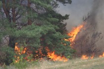 На Полтавщине сгорело 22 гектара леса (ФОТО)