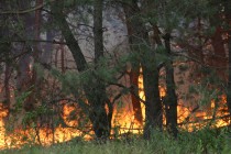 На Полтавщине сгорело 22 гектара леса (ФОТО)