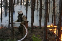 На Полтавщине сгорело 22 гектара леса (ФОТО)