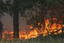 На Полтавщине сгорело 22 гектара леса (ФОТО)