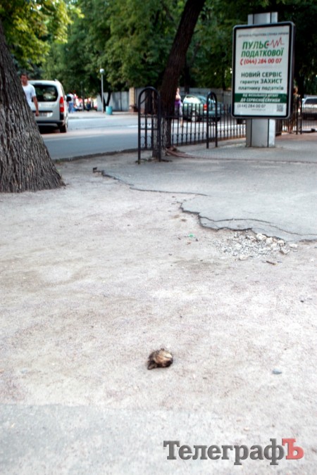 В центре Кременчуга нашли отрезанную голову кота