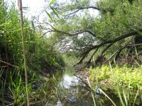 Кременчужане сплавились по Орели  (ФОТОРЕПОРТАЖ)