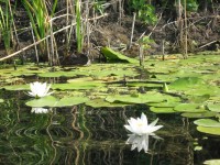 Кременчужане сплавились по Орели  (ФОТОРЕПОРТАЖ)