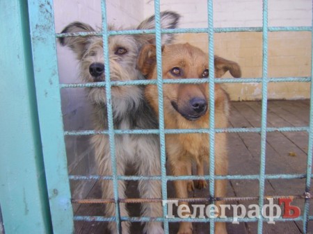 У Кременчуці собак знову лише вбиватимуть