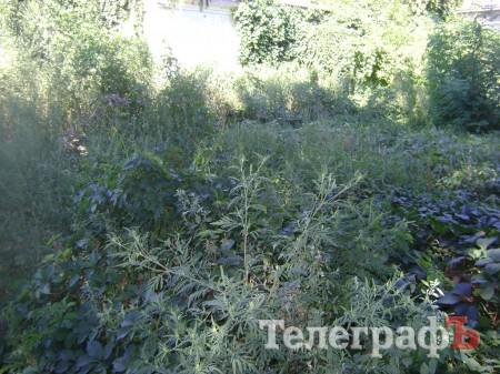 В Кременчуге воспитанников детсада травят амброзией