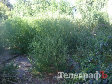 В Кременчуге воспитанников детсада травят амброзией