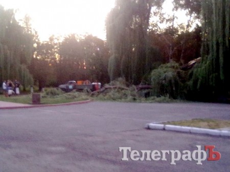 В Кременчуге упавшая ива едва не пришибла папу с ребенком (рассказ очевидца)