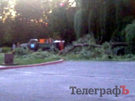 В Кременчуге упавшая ива едва не пришибла папу с ребенком (рассказ очевидца)