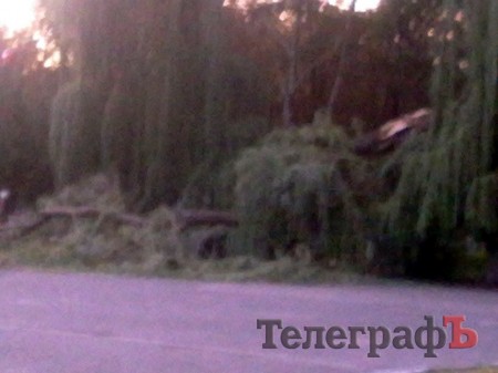 В Кременчуге упавшая ива едва не пришибла папу с ребенком (рассказ очевидца)