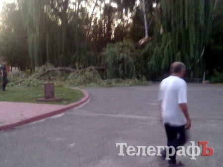 В Кременчуге упавшая ива едва не пришибла папу с ребенком (рассказ очевидца)