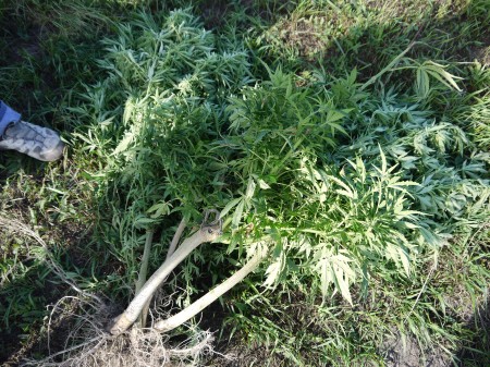 На Полтавщине уничтожили 1,5 гектара посевов конопли (ФОТО)