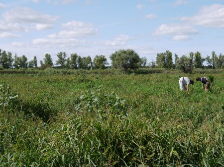 На Полтавщине уничтожили 1,5 гектара посевов конопли (ФОТО)