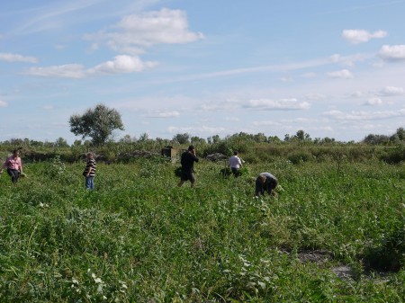 На Полтавщине уничтожили 1,5 гектара посевов конопли (ФОТО)