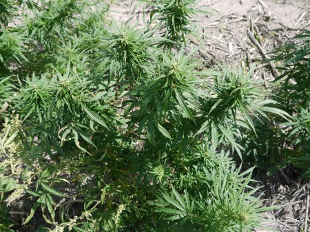 На Полтавщине уничтожили 1,5 гектара посевов конопли (ФОТО)